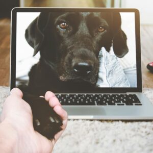 Konsultacje behawioralne online