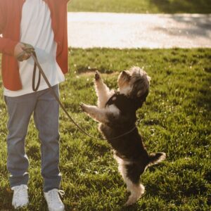 Szkolenie grupowe psów